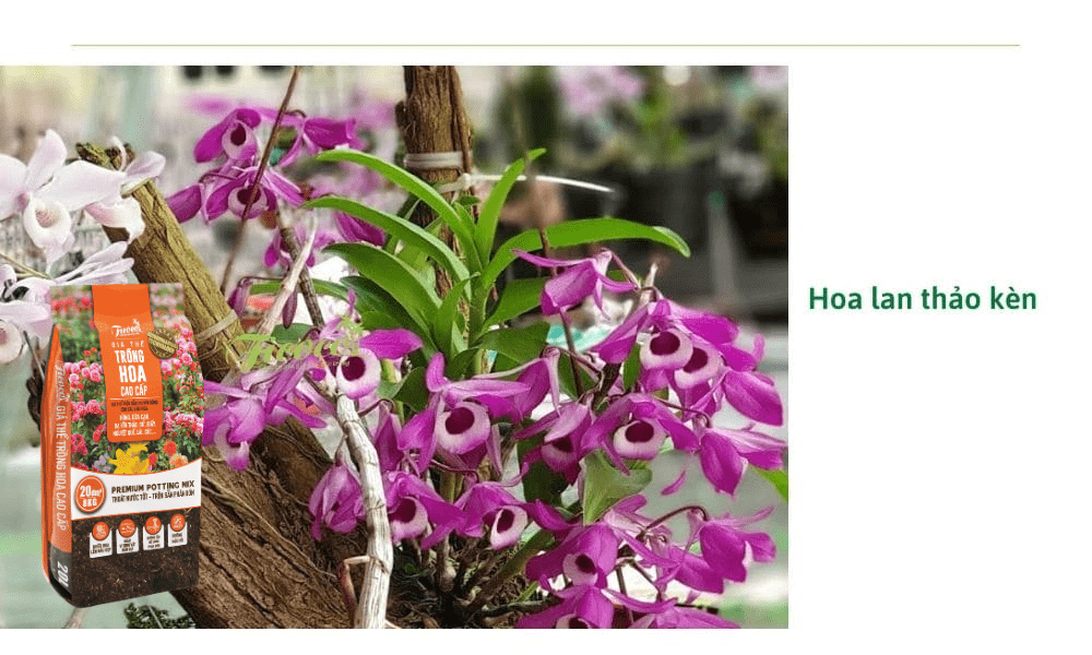 Top các loại hoa lan đẹp nhất, dễ trồng nhất tại Việt Nam