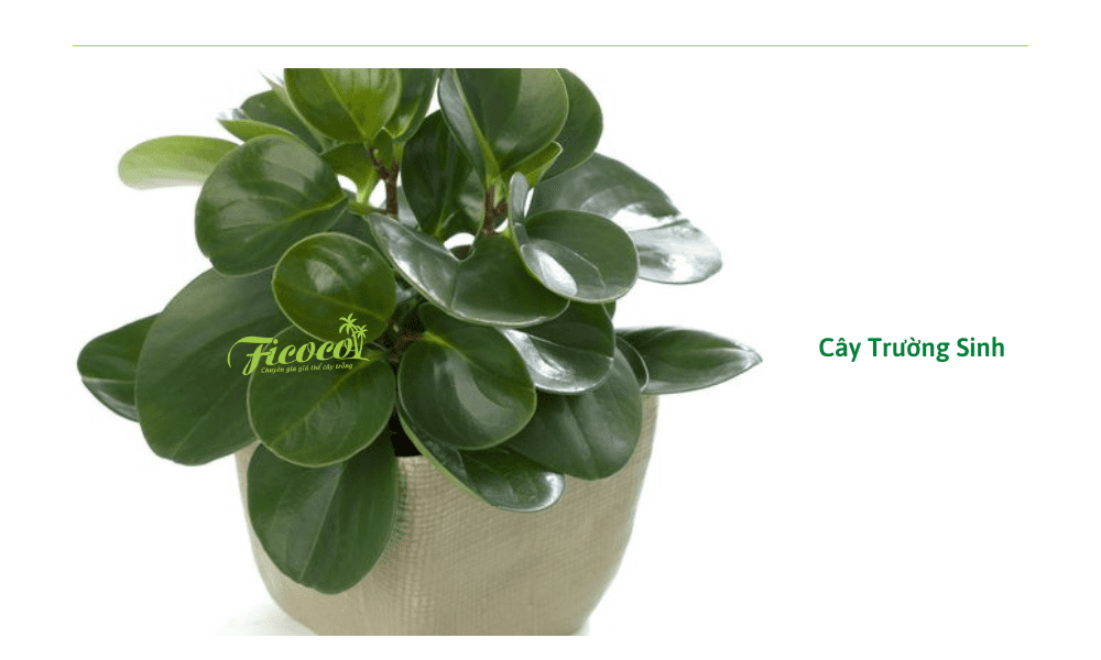 cay-truong-sinh