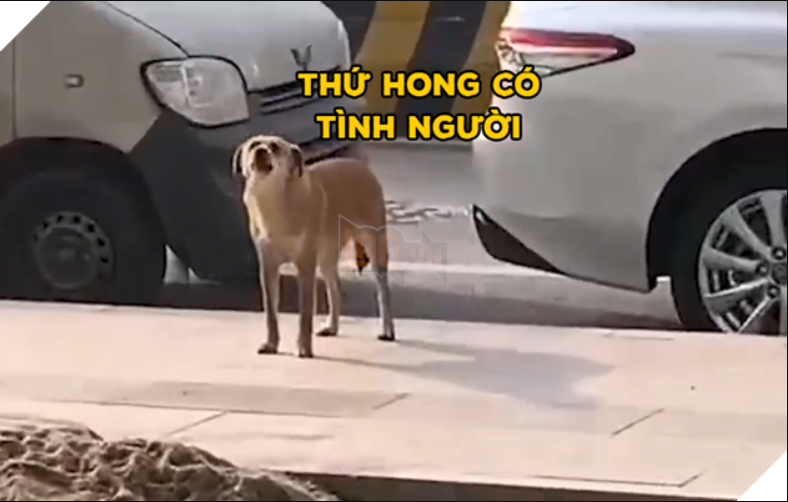 Chú chó bị triệt sản ôm hận sủa trước cửa phòng khám thú y suốt 3 tháng Chú chó bị triệt sản ôm hận sủa trước cửa phòng khám thú y suốt 3 tháng