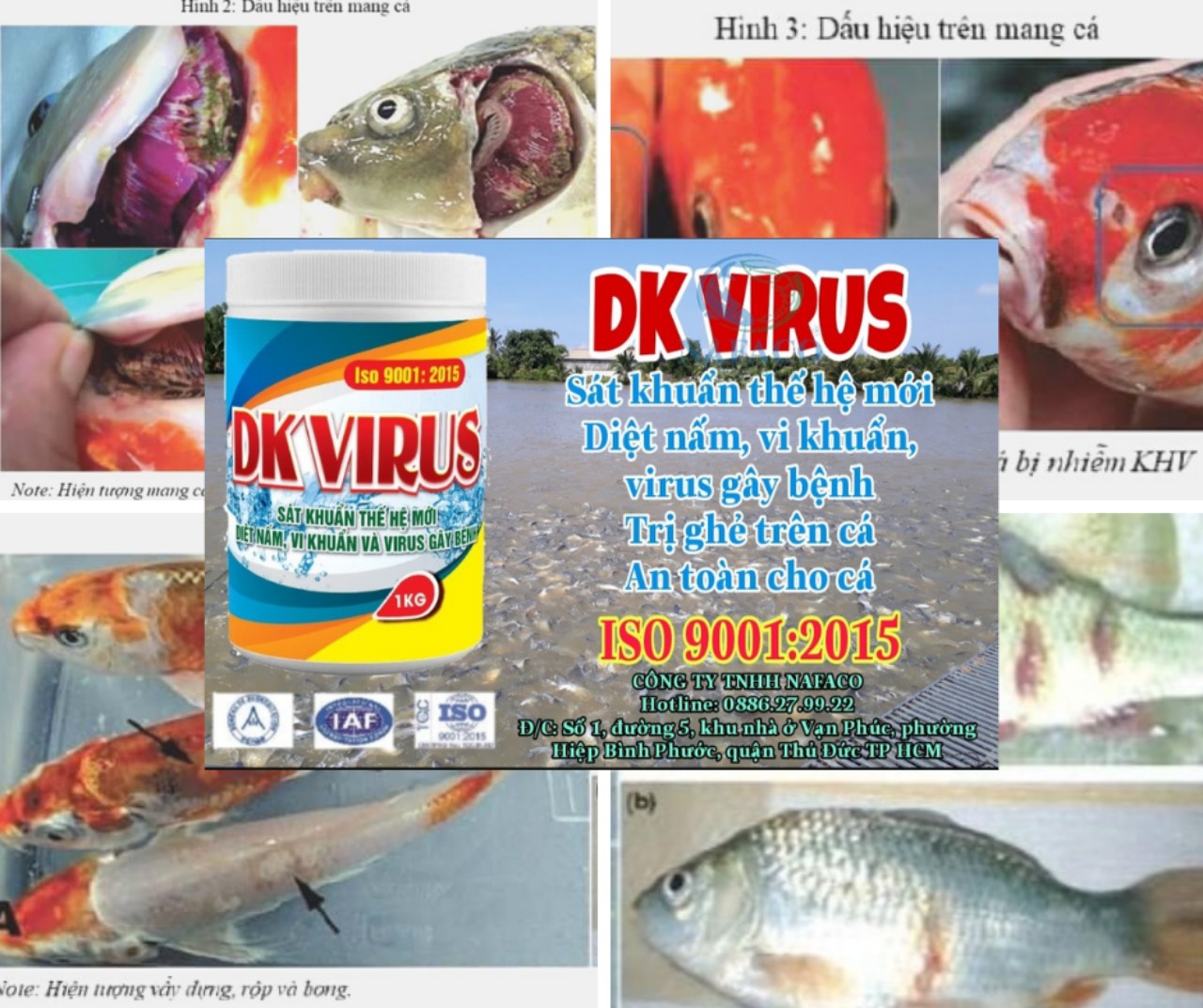 Bệnh HERPESVIRUS trên cá Koi