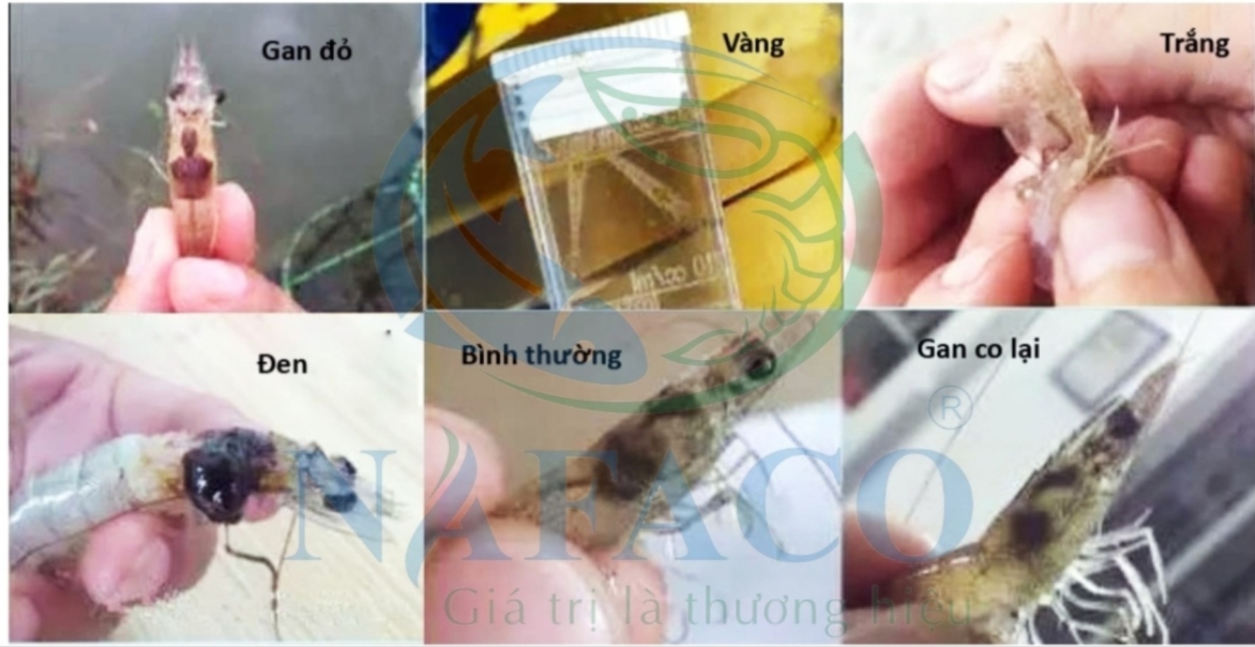 Phân tích chi tiết về gan tụy của tôm thẻ chân trắng