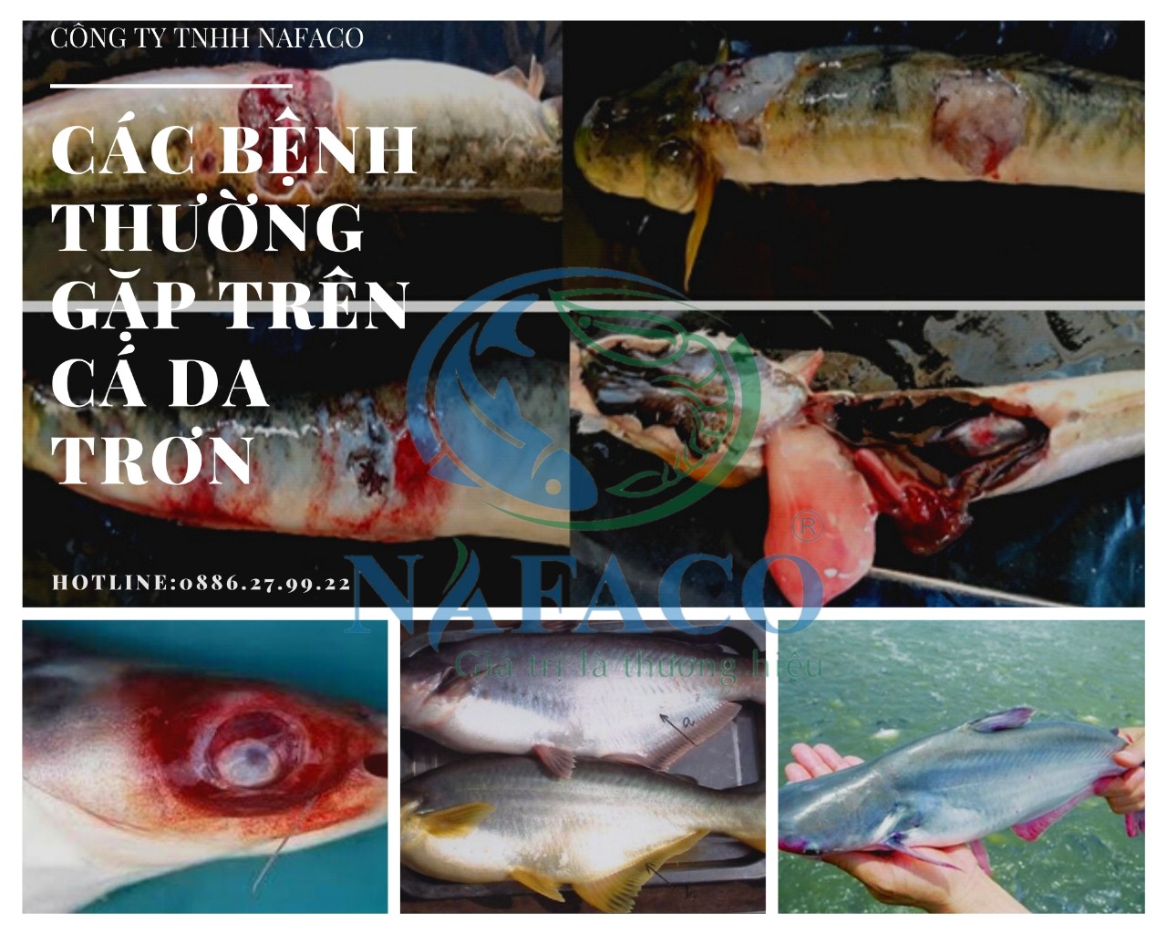 5 loại bệnh thường gặp ở cá da trơn mà nhà nông nên biết