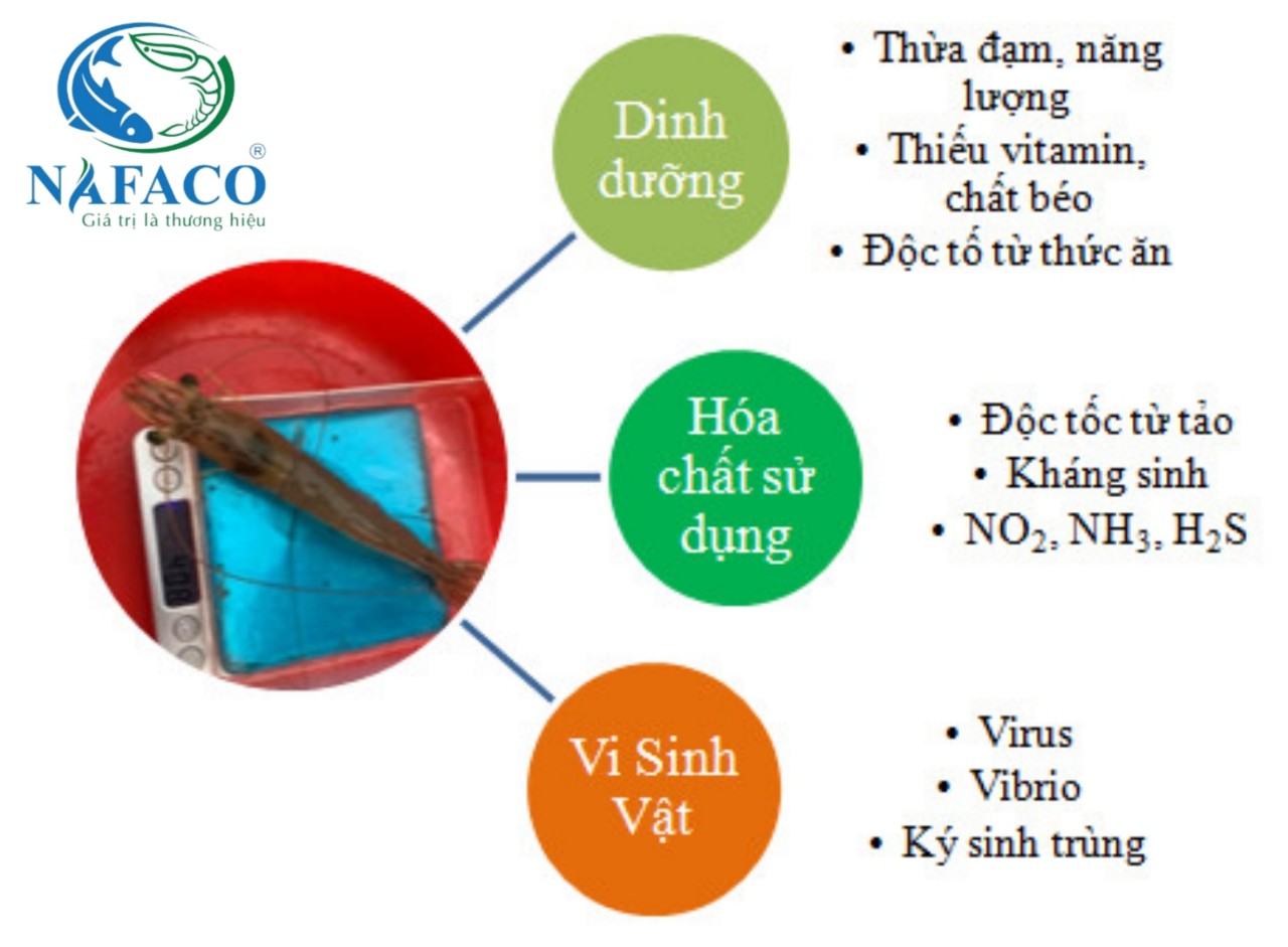 Bệnh gan tụy trên tôm thẻ chân trắng và cách phòng trị