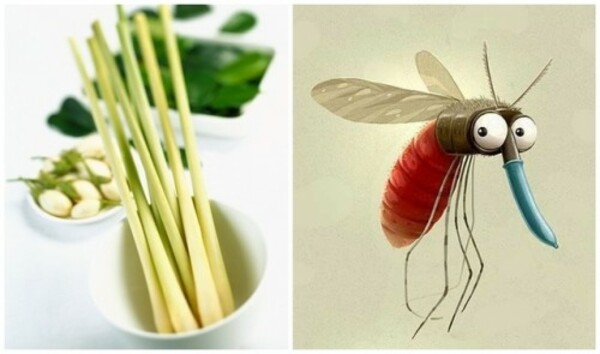 Dùng tinh dầu để đuổi muỗi, con dao hai lưỡi