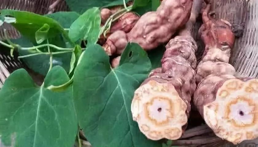 Hướng dẫn chi tiết cách ngâm rượu hà thủ ô