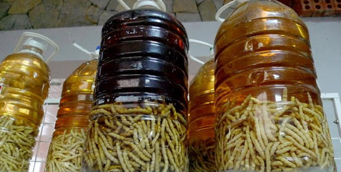 Tại sao sâu chít phải ngâm nước muối trước khi ngâm rượu