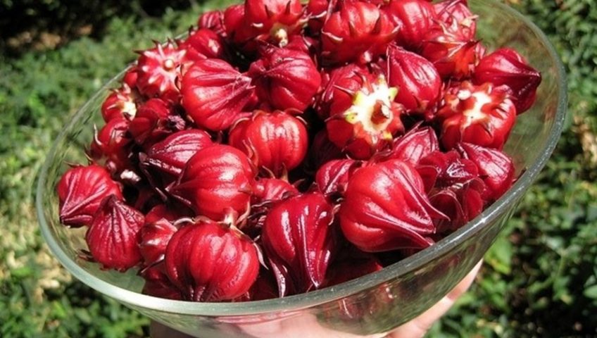 Cách ngâm rượu hoa hạt atiso đỏ tại nhà