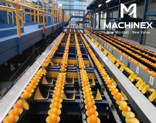 Làm sao dây chuyền có thể phân loại chính xác trái cây theo độ chín và màu sắc tự nhiên?