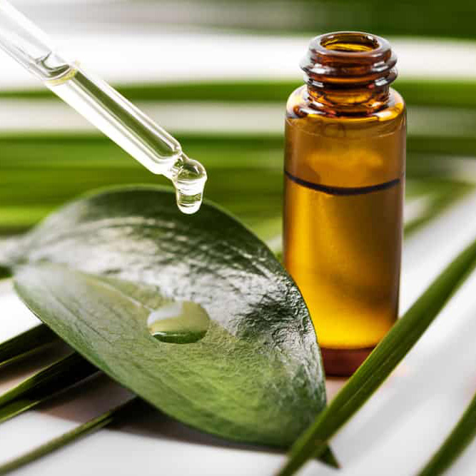 Chưng cất tinh dầu tràm có công dụng không ngờ