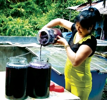 Cách ngâm rượu trái giác thay thế lão hóa rượu thủ công