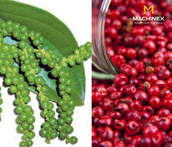 Chọn hồ tiêu Xanh hay già, hương vị khác nhau thế nào?