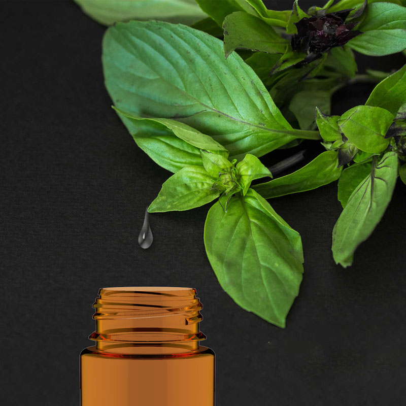 Cách chưng cất tinh dầu húng quế khó hay dễ