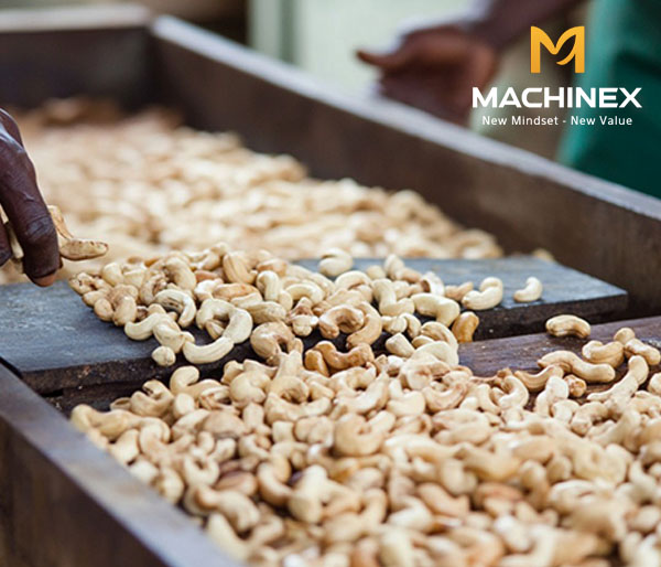 Bí quyết sản xuất hạt điều giữ độ giòn lâu khi bảo quản và vận chuyển