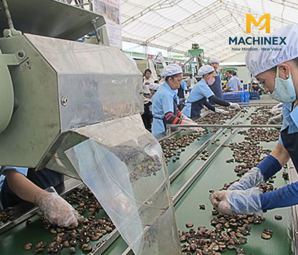 Inox nào ngăn mùi và an toàn cho dây chuyền sấy hạt điều?