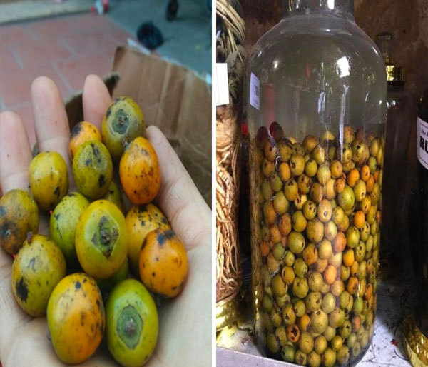 Cách ngâm rượu từ quả hồng