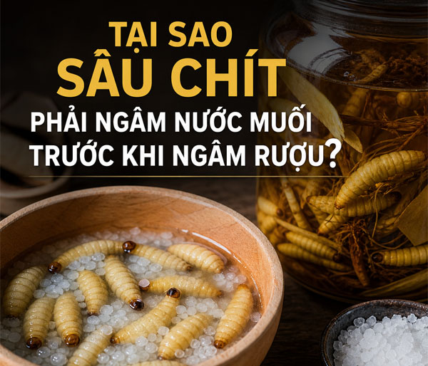 Tại sao sâu chít phải ngâm nước muối trước khi ngâm rượu
