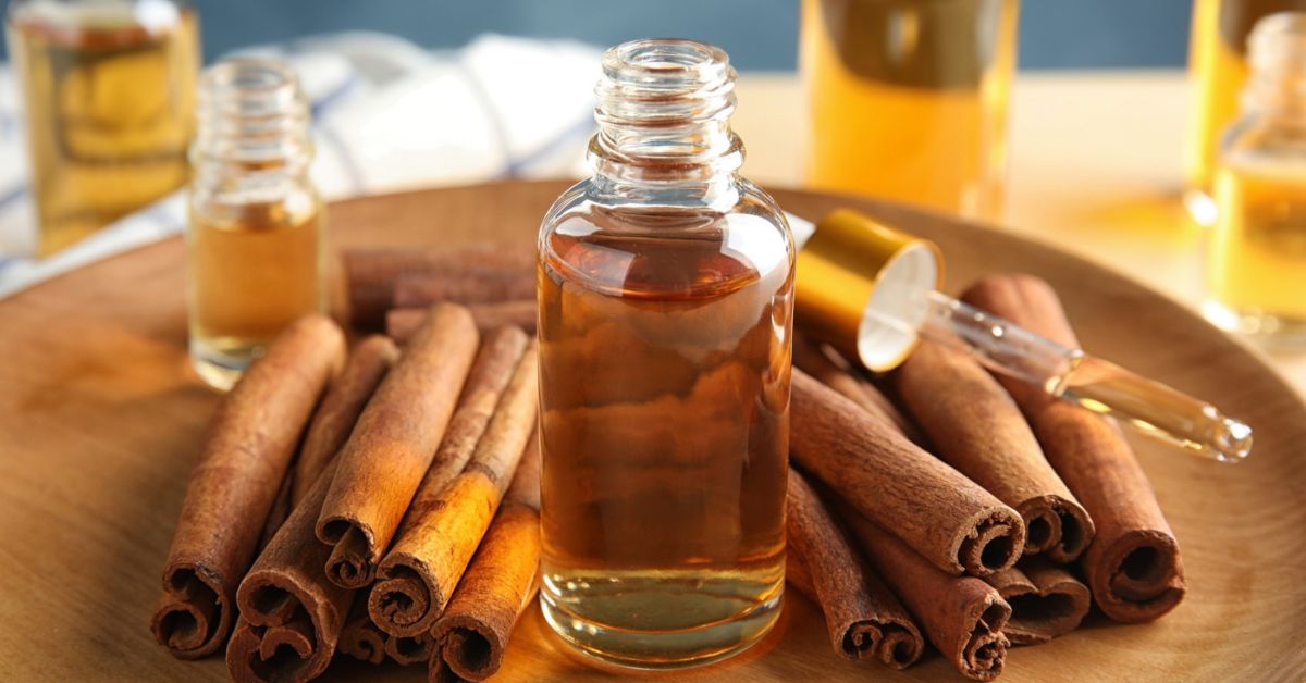 cách chưng cất tinh dầu quế