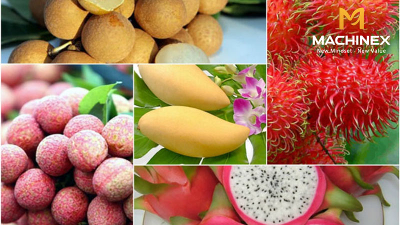 Phương pháp giữ độ tươi trái cây trong sơ chế tự động