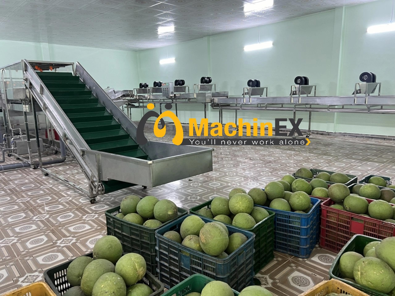 hệ thống rửa bưởi tự động