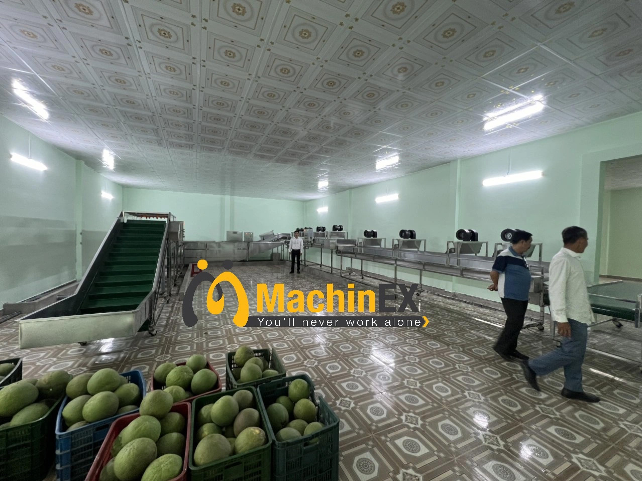hợp tác xã bưởi da xanh hoàng long