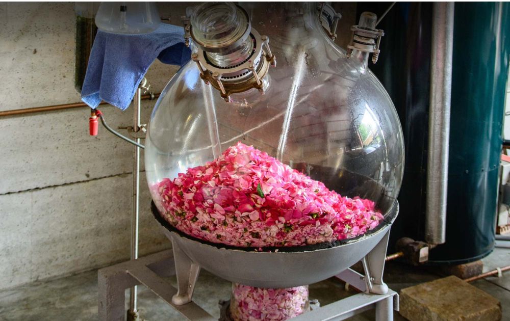 Làm tinh dầu hoa hồng tại nhà