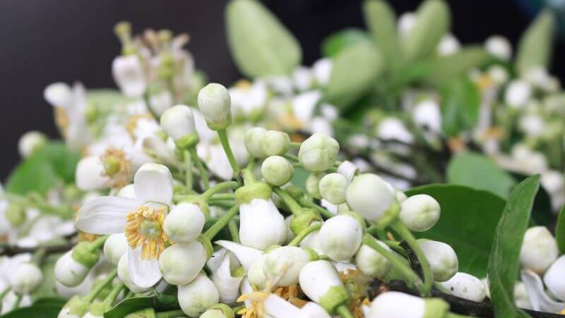 Mẹo làm tinh dầu, nước hoa bưởi
