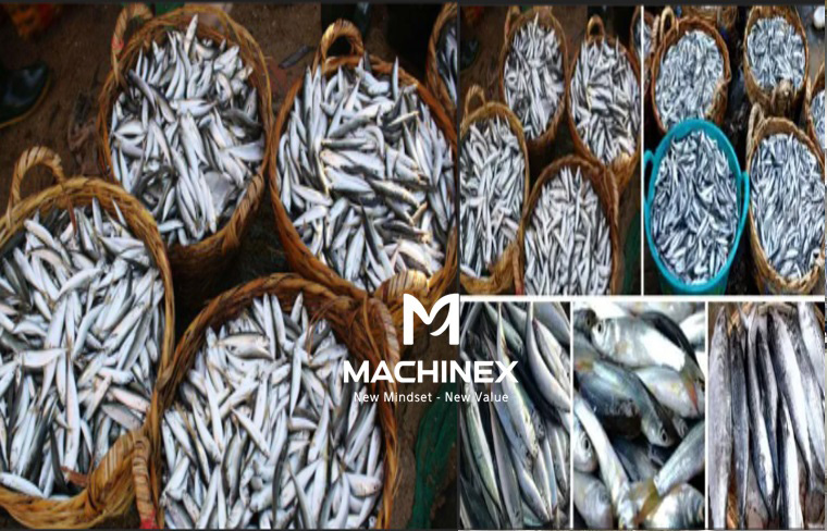 nguyên liệu làm nước mắm