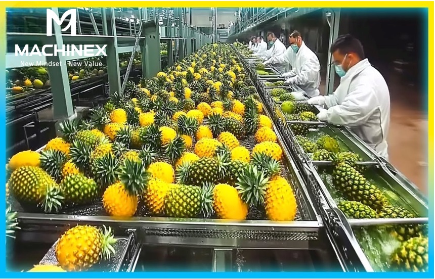 Dứa tươi nguyên liệu sản xuất nước ép