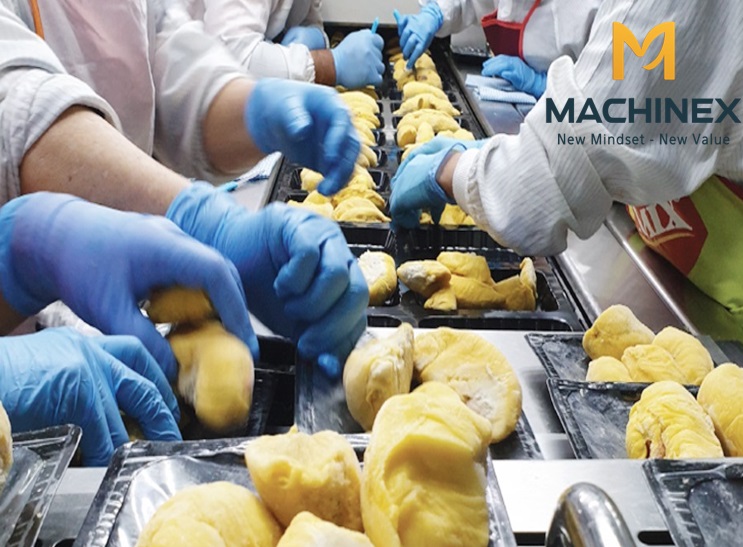 Sầu riêng tươi trước khi sấy