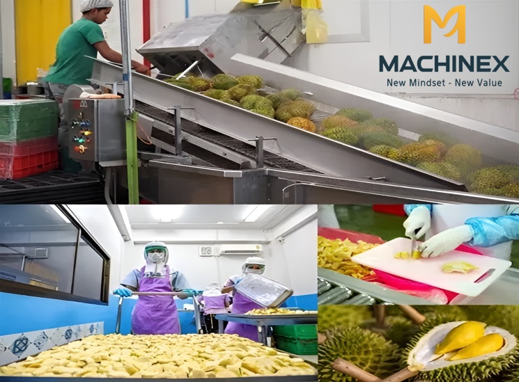 Công đoạn sơ chế sầu riêng