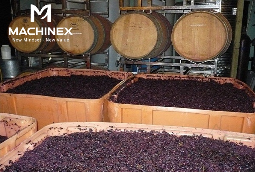 Nguyên liệu táo mèo tươi