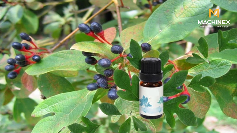 Tinh dầu xá xị không lọc kỹ có bị đục hay oxy hóa?