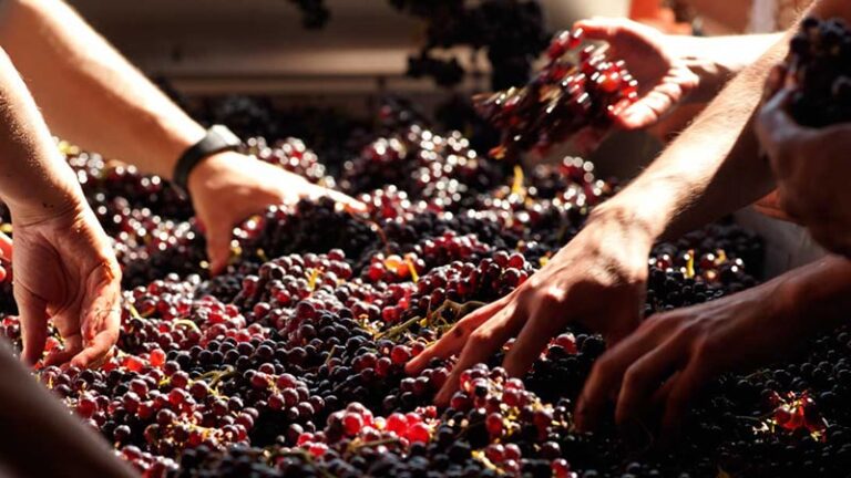Ủ rượu nho tại nhà