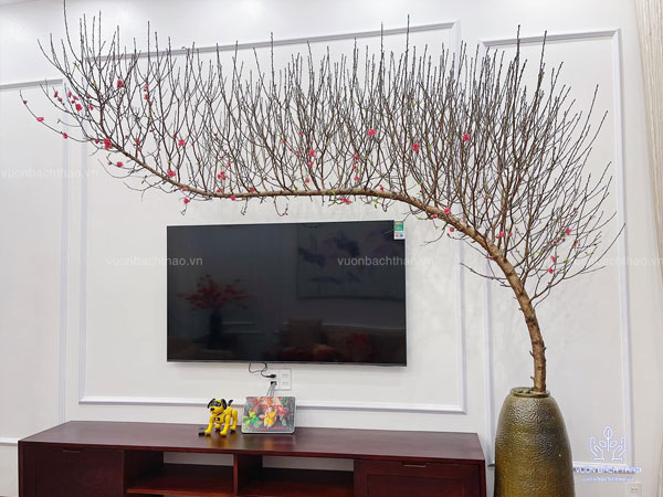 Cách chọn cành đào huyền trưng Têt