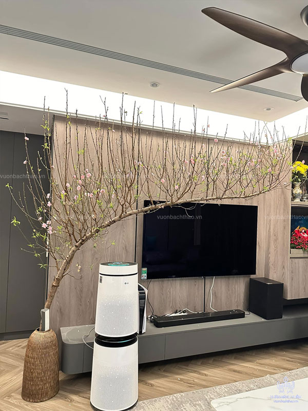 Cách chăm sóc cành đào huyền trưng Tết tươi lâu