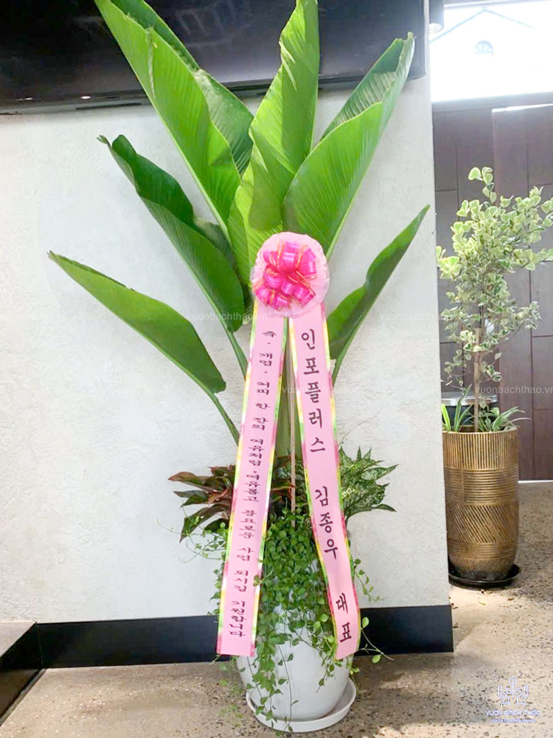 Cây chuối rẻ quạt tặng khai trương phong cách Hàn Quốc