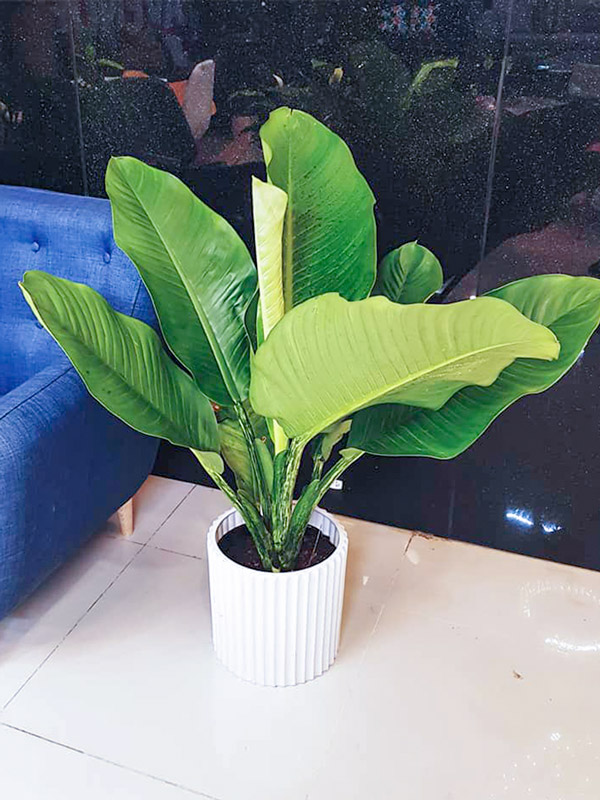 Cây đại phú gia trồng nội thất