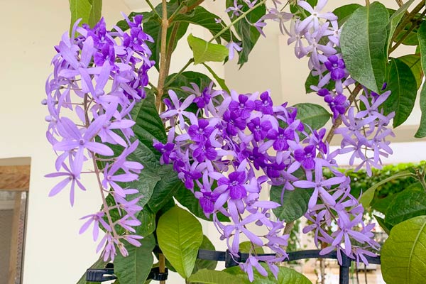 Cây Mai Xanh Thái | Vườn Bách Thảo