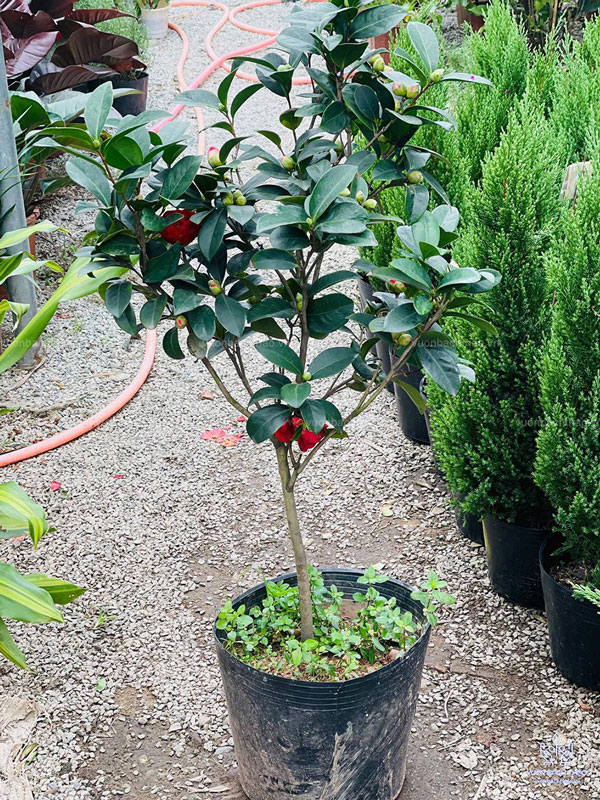 Cây trà my cánh kép hoa đỏ