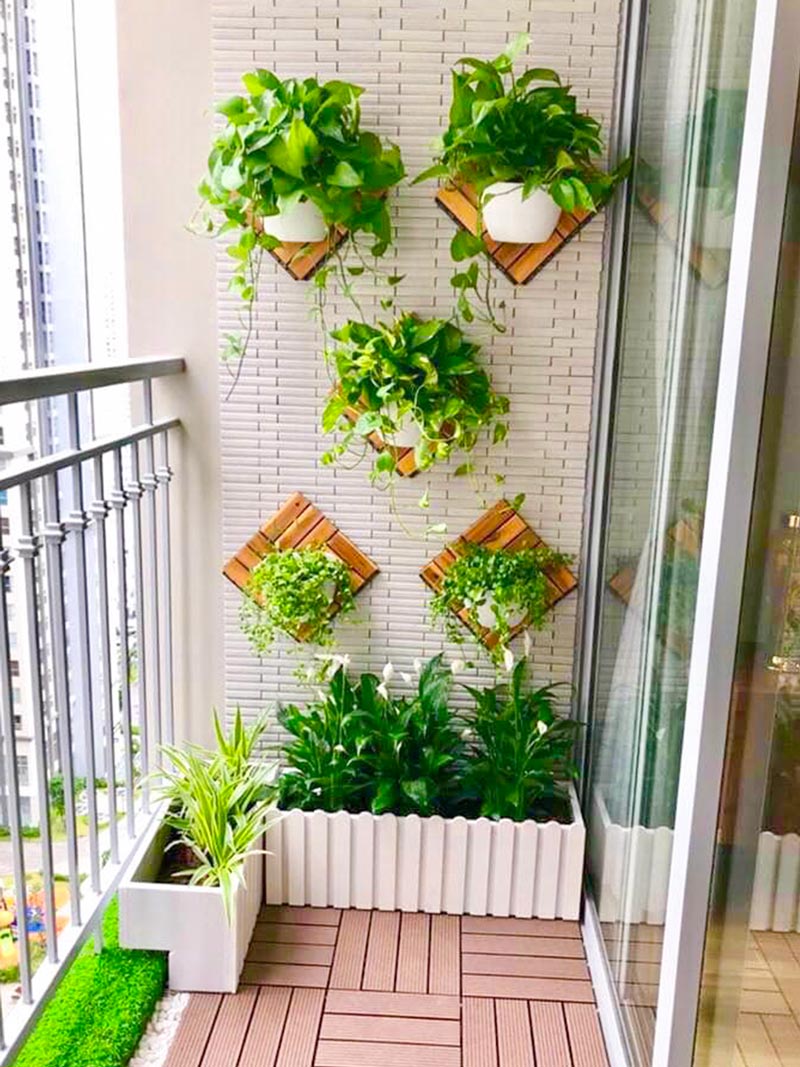 Cây trầu bà trồng chậu áp tường trang trí ban công