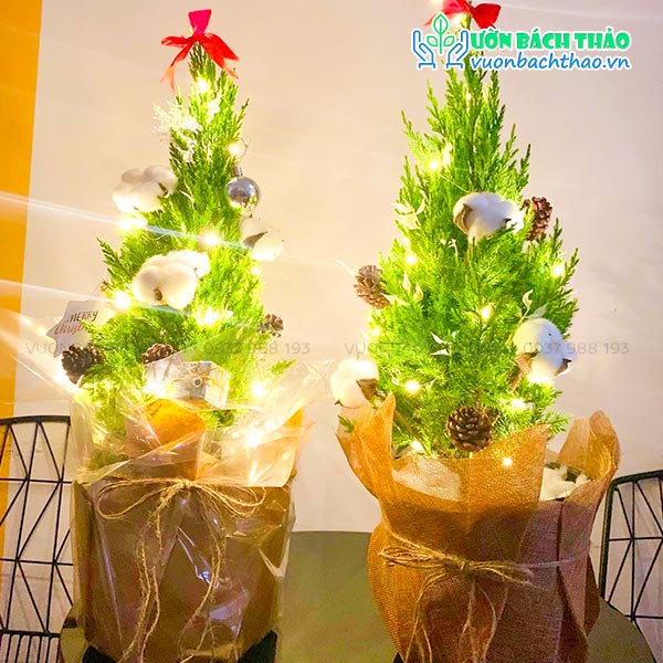 Cây Tùng Thơm Trang Trí Noel | Vườn Bách Thảo