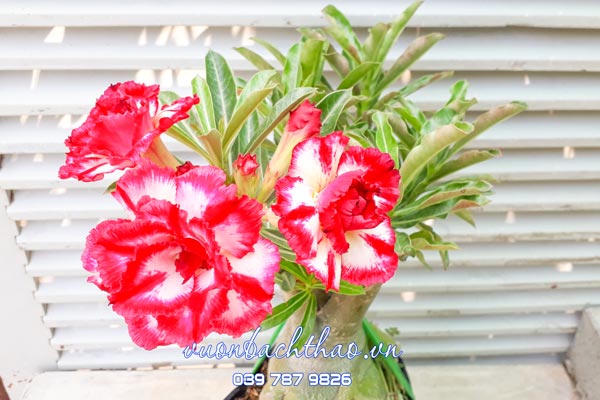 Cây Hoa Sứ Thái | Vườn Bách Thảo Cây Hoa Sứ Thái | Vườn Bách Thảo