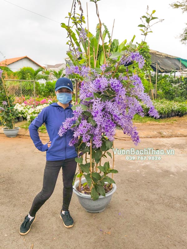 Cây Mai Xanh Thái | Vườn Bách Thảo Cây Mai Xanh Thái | Vườn Bách Thảo