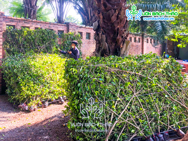 Tường Cây Gừa | Vườn Bách Thảo