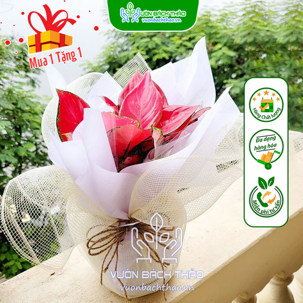 Cây Hồng Phát Lộc (Vạn Lộc Đỏ) Quà Tặng