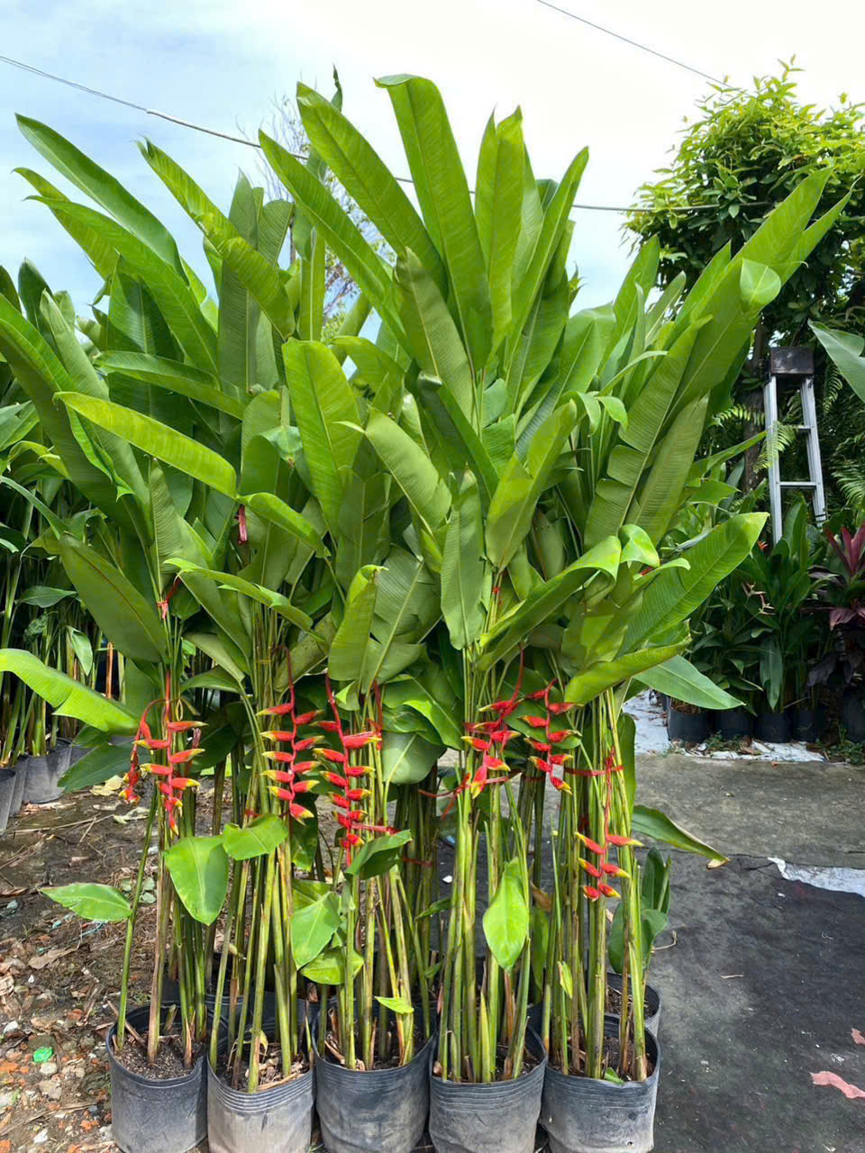 Cây Chuối Pháo- Cây Chuối tràng pháo