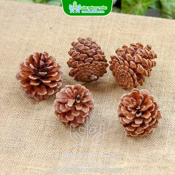 Set Phụ Kiện Trang Trí Noel Cam Thông Quế