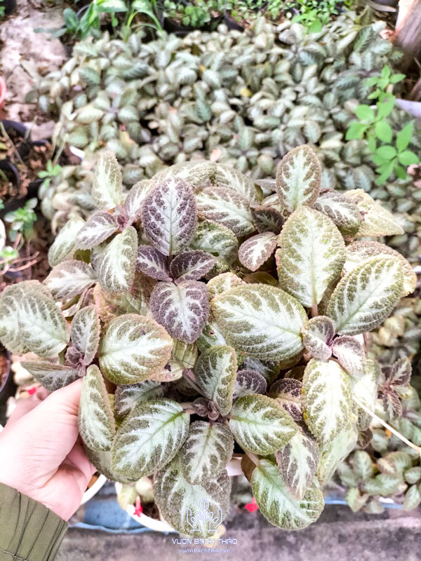 Cây Ấm Kiếm Chậu Treo