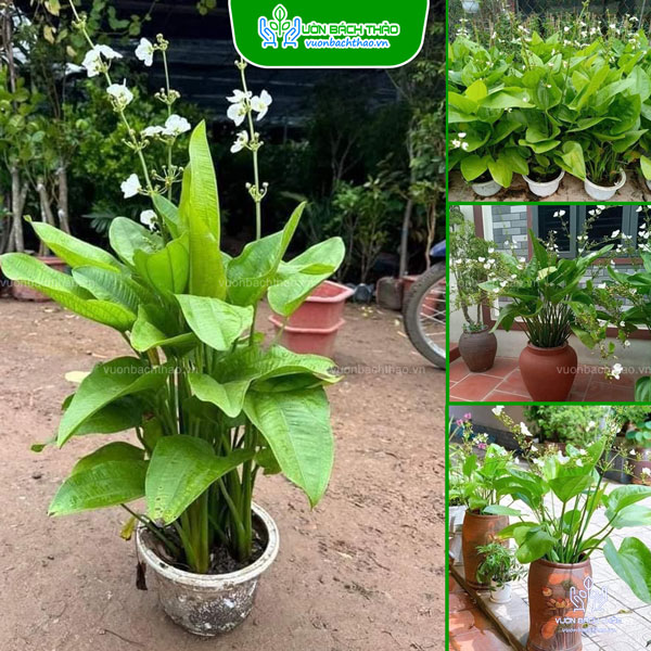 Cây Thủy Cúc (Bách Thủy Tiên)