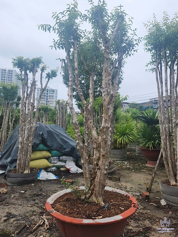 Cây Bằng Lăng Núi (Cây Săng Lẻ)